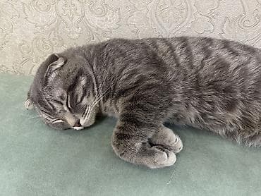 купить котят в бишкеке: Отдаю кота в ДОБРЫЕ РУКИ На фото Британский вислоухий Окрас  — 2