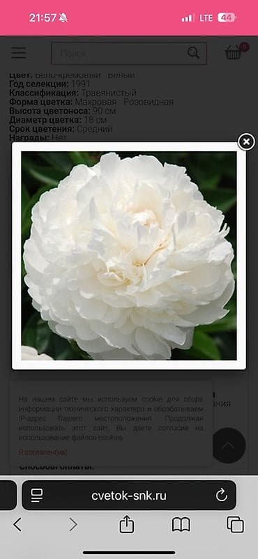 цветы из ленты: Саженцы цветка: Пионы — 2