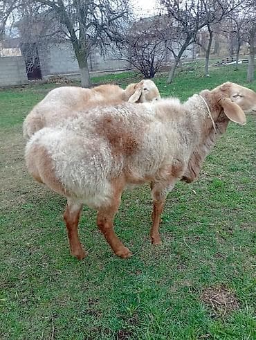 мясо кролик: Продаю | Овца (самка) | На забой | Ярка — 2