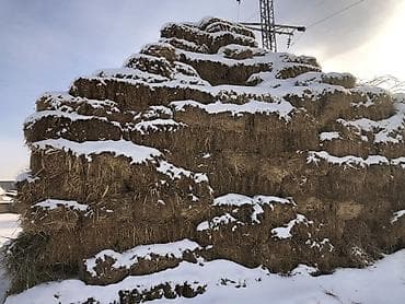 жер уй сатып алуу: Беде сатылат!!! Кара-Балта шаары Сено в тюках, зимняя заготовка. - — 1