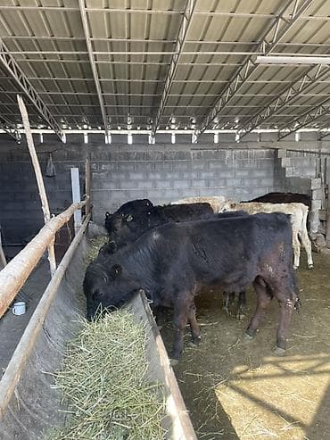 Животные: Продаю | Бык (самец), Музоо, торпок | Ангус, Шароле — 3