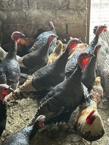 селхоз животные: Продаю | Индюшка (самка) | Для разведения | Племенные — 4
