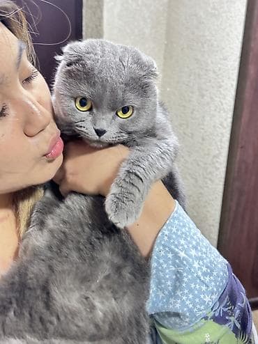 скотиш: Мой любимый котик ищет новый дом. Ему 3,5 года, он очень добрый — 1