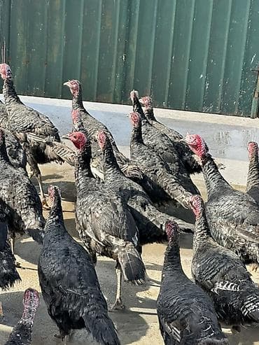 голуби птицы животный: Продаю | Индюшата | Для разведения | Племенные — 8
