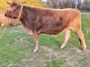 собаки для охраны: Продаю | Тёлка | Швицкая | Для молока | Стельные, Искусственник, Нетель — 3