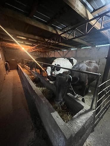 животные карова: Продаю | Корова (самка) | Голштин | Для молока | Племенные — 5