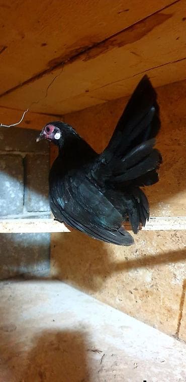 туша курицы: Продаю декоративные карликовые породы кур и петухов! Отличные наседки! — 2