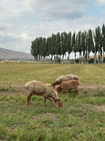 продам козу дойную: Продаю | Овца (самка) | Для разведения | Ярка — 11