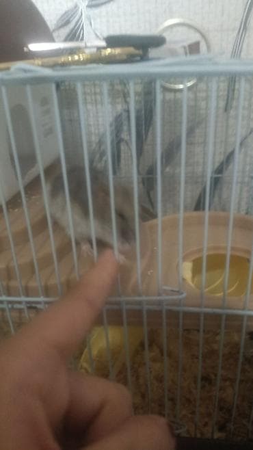 hamster combat: Джунгарский хомячок в комплекте с клеткой и аксессуарами.Опилки и корм — 5