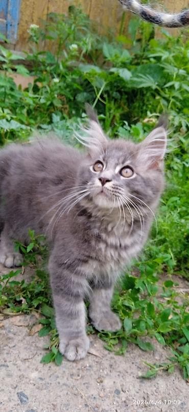 котят бесплатно: Мейн-кун, 3 месяца, Мальчик, Приучена к лотку, Проглистована — 5