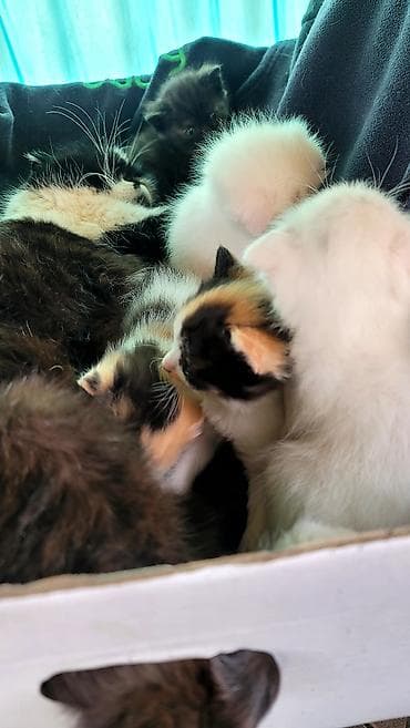 карликовые котята: Котята из одного помёта,мама вислоухая,скотиш фолд рождённые 25 марта — 2