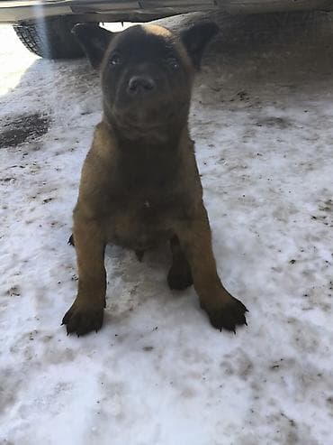 Иттер сатылат: Щенки с яркой «маской» на мордочке и короткой густой шерстью палевого — 2