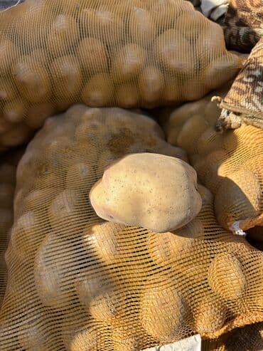 Картошка Пикассо, Оптом at lalafo.kg Картошка Пикассо, Оптом