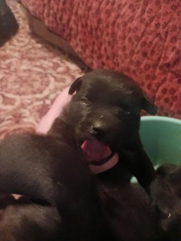 Питбуль рр Щенки (новорождённые), короткошёрстные, тёмного окраса с at lalafo.kg Питбуль рр Щенки (новорождённые), короткошёрстные, тёмного окраса с