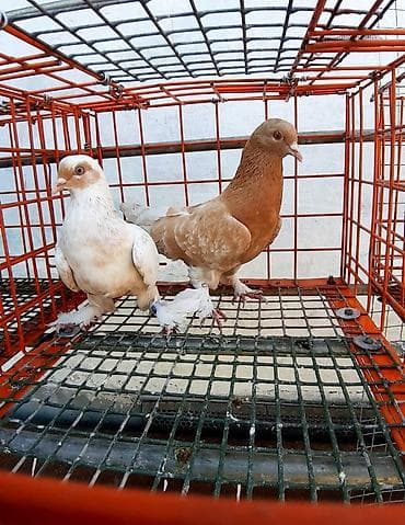 куры цена: Сиреневый голубь и голубка тасманка - пара 1500. Самец — 10