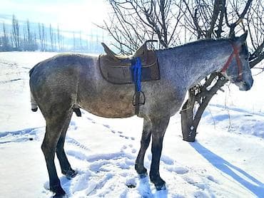 Жылкылар, аттар: Сатам | Жылкы (эркек) | Жумушка — 3