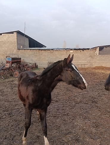 пони тай: Продаю | Жеребенок | Для разведения — 1