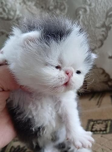 бенгалы котята: Персидский котёнок. Эксклюзив ! Шикарная персидская кошечка в — 2