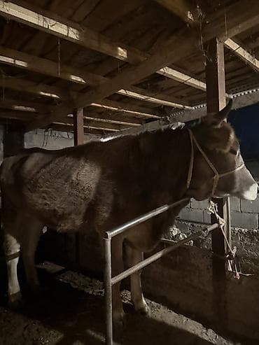 срочно продаю корову: Продаю | Корова (самка) | Швицкая | Для молока | Привязанные — 3