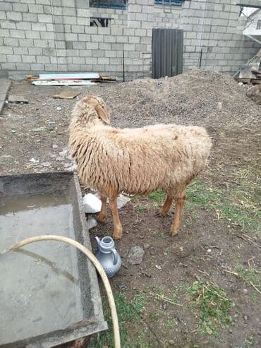 живая рыба: Продаю | Овца (самка), Ягненок | Полукровка, Эдильбаевская | На забой, Для разведения | Племенные, Ярка — 1