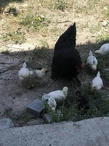 белый кролик: Продаю | Куры | Брама, Домашняя | Для разведения — 2