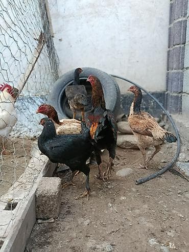 продаю курица: Продаю | Куры | На забой, Несушки, Для боев — 7