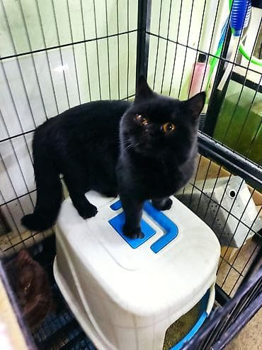 Британская короткошёрстная, 1 год, Мальчик, Черный, Кастрирована