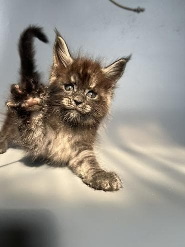 кошка британская: Чистокровные мейн-Куны от элитных родителей и предков с полным пакетом — 8