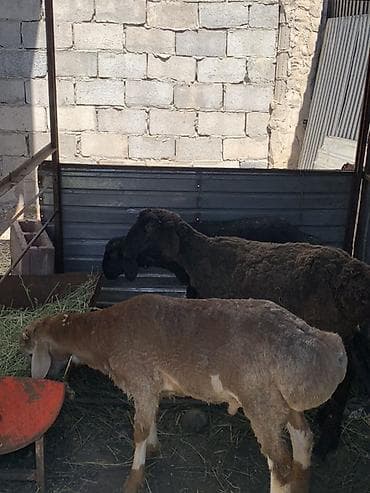 декоративные крысы: Продаю | Овца (самка), Баран (самец) | На забой | Ярка — 3