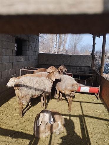 продажа охотничьих собак: Продаю | Ягненок | Полукровка, Арашан | Для разведения | Ярка — 2