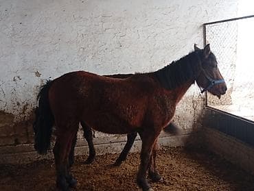 Продаю | Кобыла (самка) | Рабочий