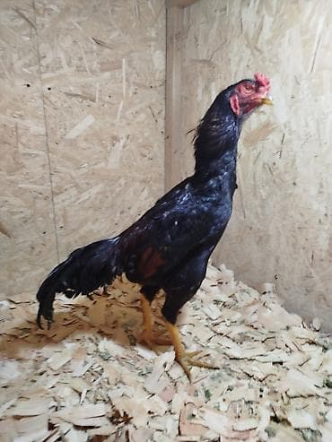 куриный угалок: Продаю | Куры — 3