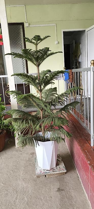 фуллен зеркало с полкой: Араукария (Norfolk Island Pine) в кашпо - Комнатное хвойное дерево с — 1