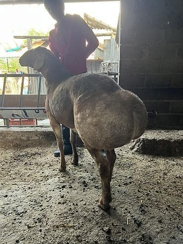 порода комару: Продаю | Баран (самец) | Для разведения | Племенные — 2