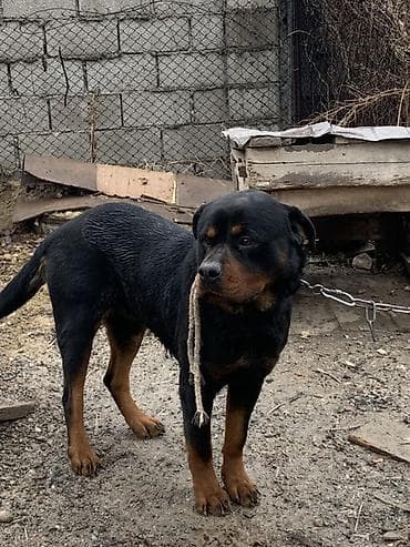 ротвейлер вязка: Ротвейлер, кобель. - Породный тип: мощный, компактный корпус — 1