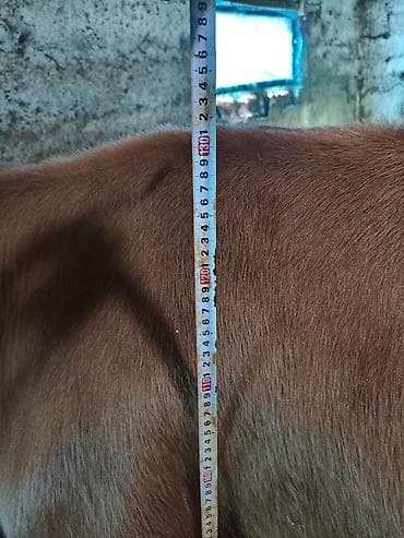 я ищу карову: Продаю | Корова (самка) | Для молока | Привязанные — 5