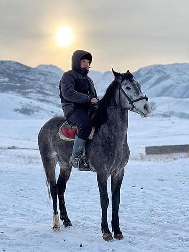 Продаю | Конь (самец) | Конный спорт