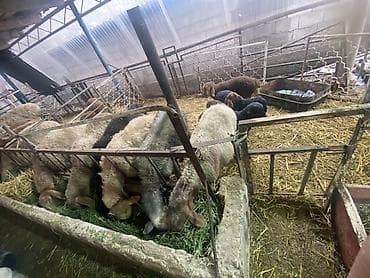 Продаю | Овца (самка) | Для разведения | Матка