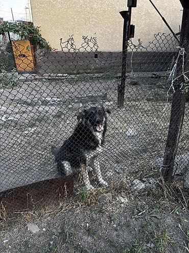 купить собаку таксу: Собака даром: 1 год, Самец, С прививкой — 1