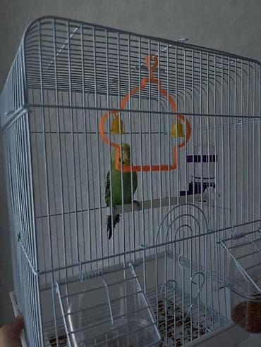 Зоотовары: Клетка для волнистого попугайчика с комплектом аксессуаров. - — 2