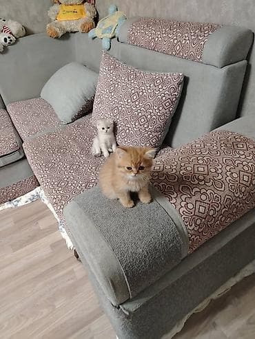 шотладский котенок: Шотландские котята. Родились 21 мая. Приучены к лотку. Кушают — 1