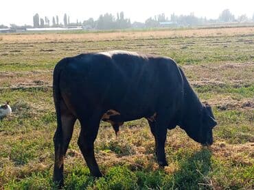 продаю музоо торпок корова самка бык самец айрширская ангус алатауская на забой для разведения на откорм племенные нетель привязанные: Сатам | Бука (эркек) | Ангус | Көбөйтүү үчүн | Асыл тукумдуу — 4