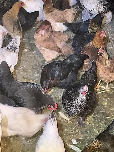 клетки кур несушек: Продаю | Куры, Петух | Домашняя | На забой, Для разведения, Несушки — 6