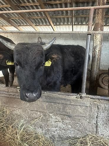 уй сатылат бишкек 2022: Як телки/бычки в стойловом содержании. - Порода: черный як (горные — 4