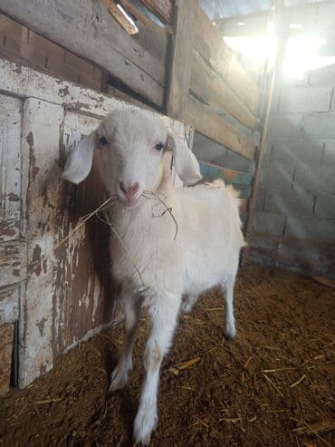 Ветеринар кызматы: Козы — 8