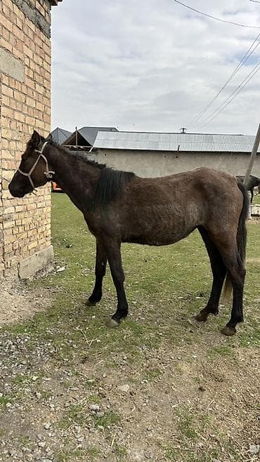 живой корм: Продаю | Кобыла (самка) | Рабочий — 2