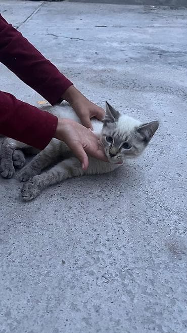 Үй жаныбарлары: 3 айлык, Эркек — 5