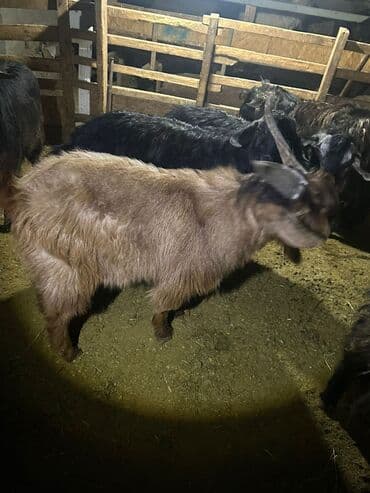 карликовый пудель сколько стоит: Продаю | Козёл (самец) | Для разведения | Племенные — 3