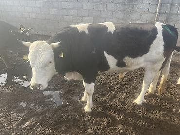 продаю птиц: Продаю | Бык (самец) | Полукровка | На откорм — 2