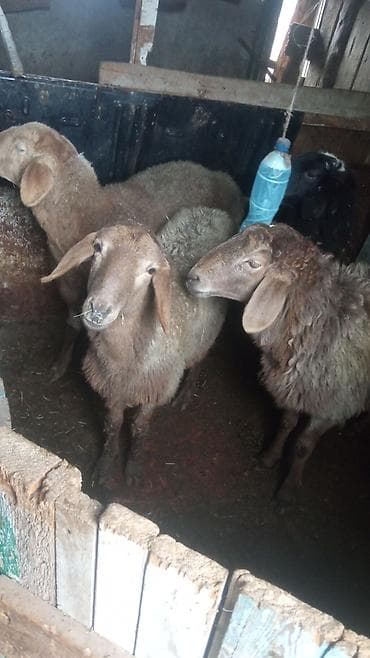 мраморное мясо: Сатам | Ургаачы кой (ургаачы) | Көбөйтүү үчүн — 1